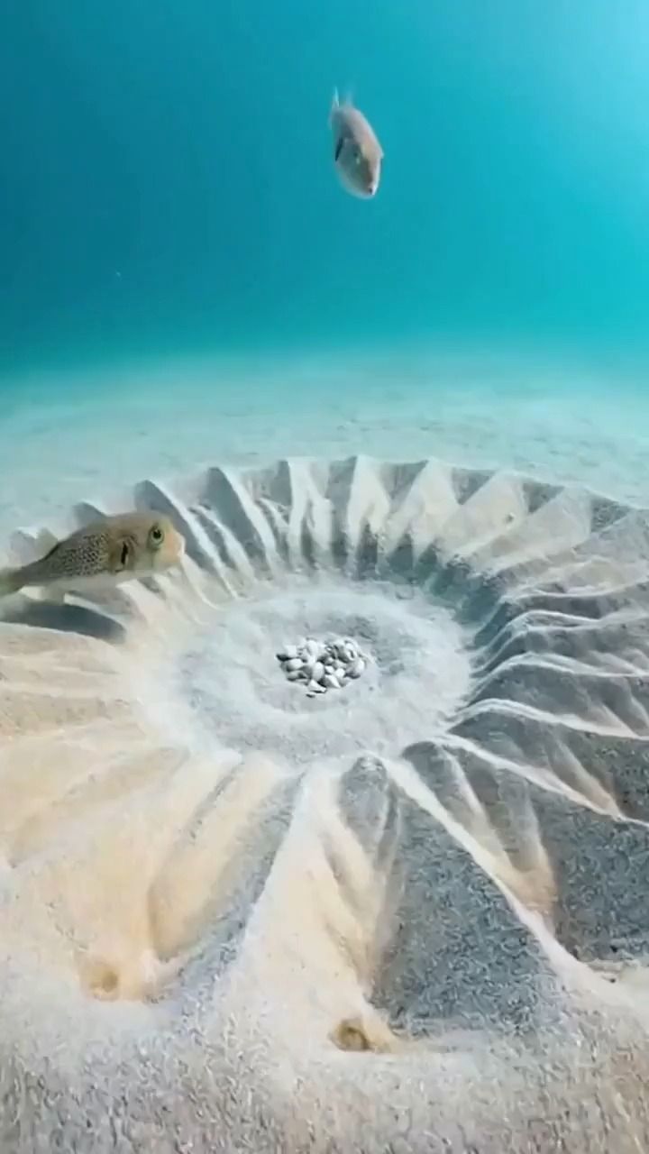 미밐: 수컷 복어의 암컷을 향한 구애활동