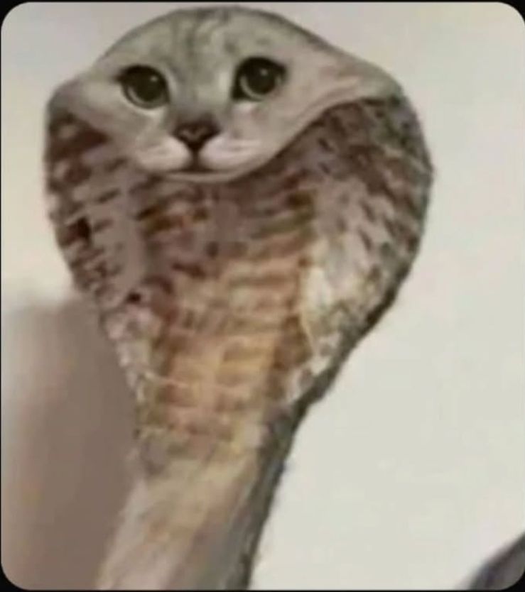 댓글 이미지