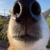 userThumbnail