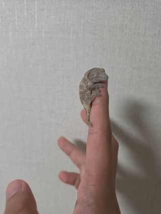 나만 귀여운거 만질거임