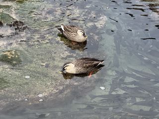 /u/GF0Kqe1p3Tg1C6JngsJ5zY94Ac22/images/1765597083084_437423b2-49a5-46ec-81e9-f0140fc8c2df.DNG