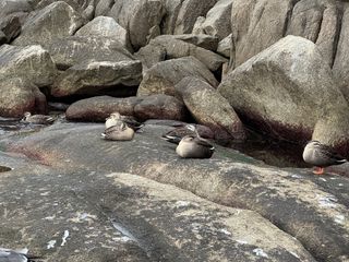 /u/GF0Kqe1p3Tg1C6JngsJ5zY94Ac22/images/1765597083084_75640d17-2e6e-4b53-a31c-435d748c314b.DNG