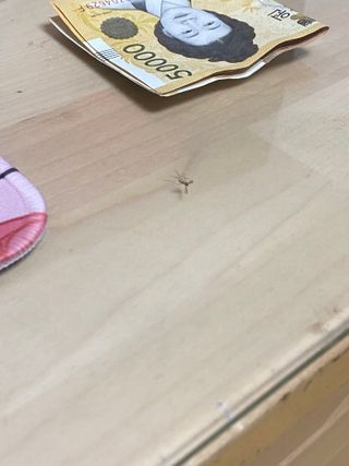 좆밥년