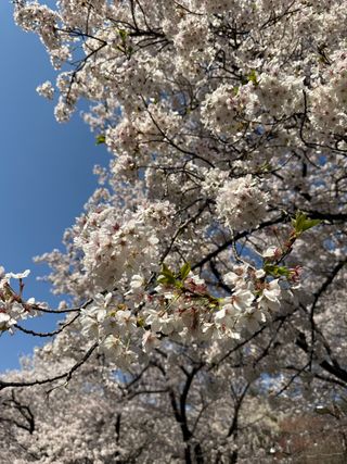 /u/G6tWDCGhXCaXEx4Gd1aHkGAPON03/images/1775727499695_350b37ed-1926-4bc4-b859-45b45bdf04ea.jpeg