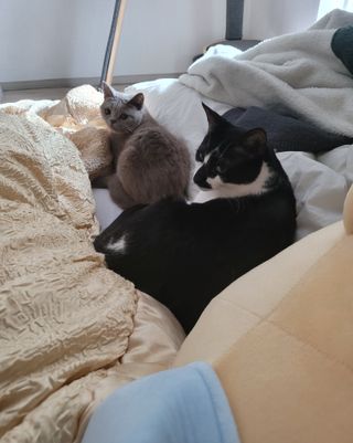 야옹