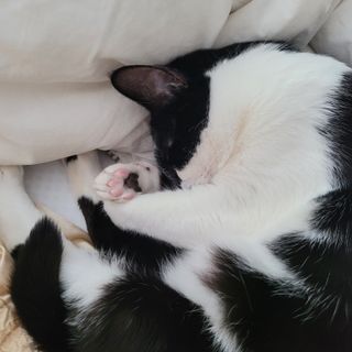 야옹