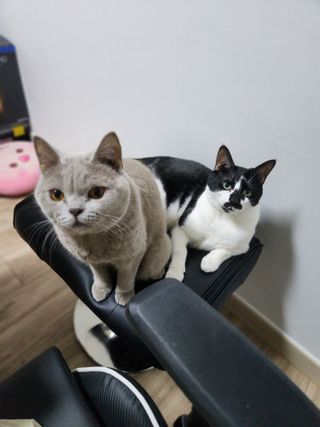 야옹