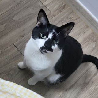 야옹