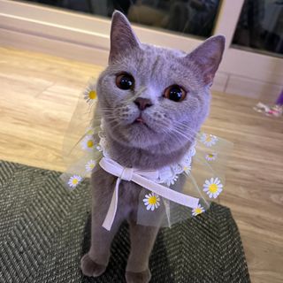 야옹