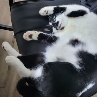 야옹