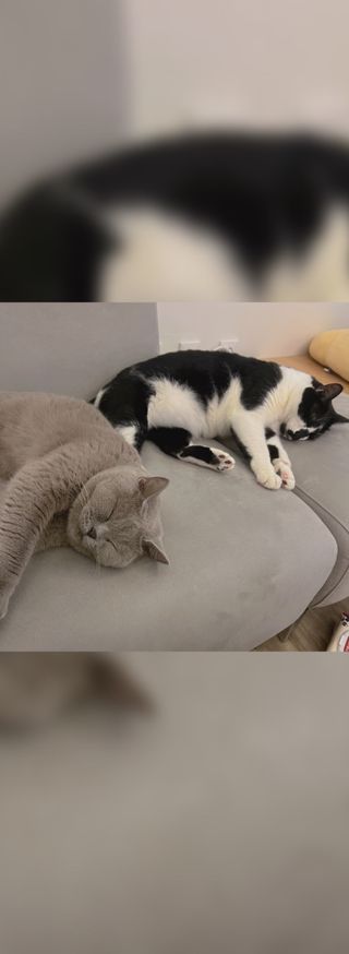 야옹