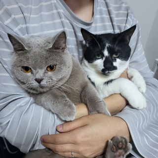 야옹