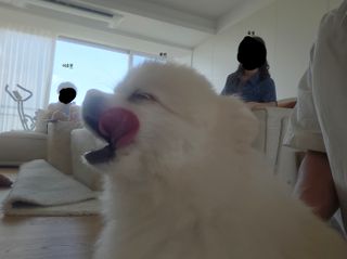 이모네 강아지 사진 찍기 개힘듬
