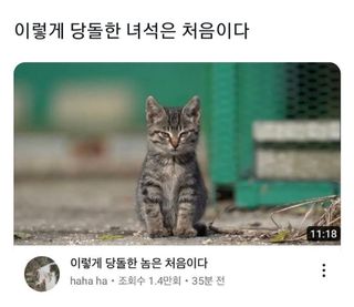 유머)이렇게 당돌한 녀석은 처음이다.