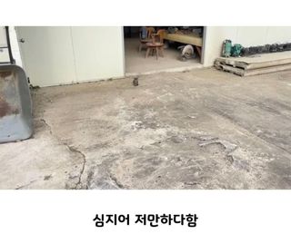 유머)이렇게 당돌한 녀석은 처음이다.
