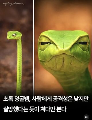 유머) 실망이구나, 인간.... 