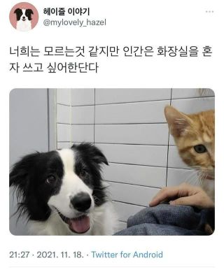 유머)애완동물들이 이해 못한다는 거 