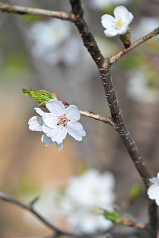 /u/TDMKDqn37rcTbyAQHtgSKZh0m0B2/images/1775307428881_36d89ca1-1e4c-408c-a8e3-17798a97c582.JPG