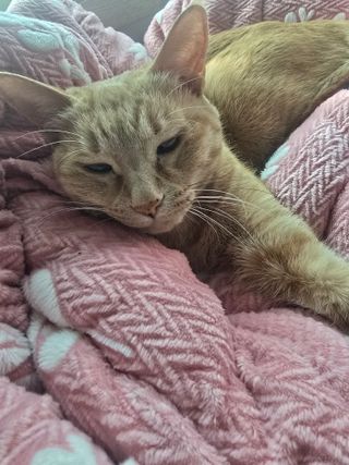 /u/ZHyrf7aKrFP9niPYgI4sQu17t3o2/images/1756455119968_0782e342-2486-410d-abc5-0a33e60e079d.jpg
