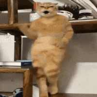 /u/cT1zFw62pRVocBuHCJFgWiAgcL43/images/1776508352396_52a1d670-8e8a-4162-860e-c77df4eac848.gif