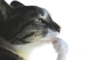 /u/cotejxbRniVjCRxB3uZ60i216x23/images/1758874851552_331ec148-f2fd-460f-81f7-953a90b2205b.jpg