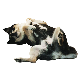 /u/aH08LTTTOhfTJXKr7MEhWfBS8k72/images/1754062373032_d448baa9-685e-45fa-b1ec-2ebde17cd454.png