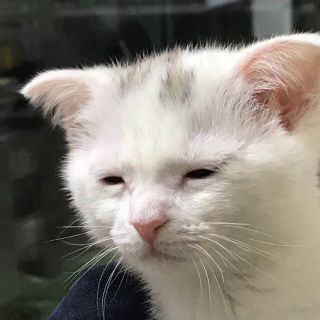 굿즈가...!