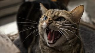 /u/kQwyELXP7aYpOU1m3hPX6Ds1ybu1/images/1777262394041_9ed845fe-b85c-46d3-9712-1dc4ef8f95c9.jpg