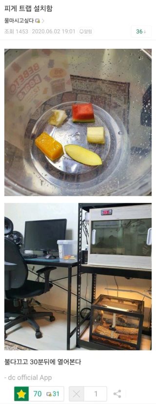 멧챠 카멜레온