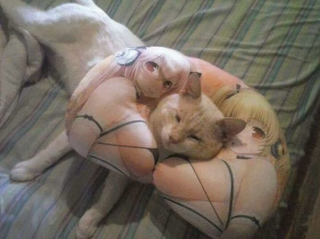 부러운 냥이