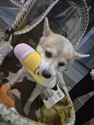 /u/pCePxdJbAfdOcnOyl7OBGDjsv9q1/images/1757864625576_b941a89f-291b-456a-91d6-b22f78168797.jpg