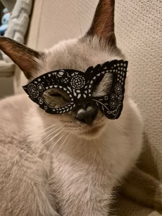 /u/r7R1qXgdcib4Mf5tv5UbYpuvaa53/images/1755145264049_e159bd92-af61-4931-8187-76b2985b8f82.jpg