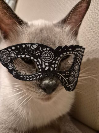 /u/r7R1qXgdcib4Mf5tv5UbYpuvaa53/images/1755145264050_1bba7a59-3ac3-4b11-becd-b1d1670647c4.jpg
