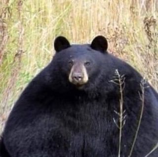 /u/r7R1qXgdcib4Mf5tv5UbYpuvaa53/images/1777732088126_eae3cb09-bc6c-4843-8b45-88472d37d0cb.jpg
