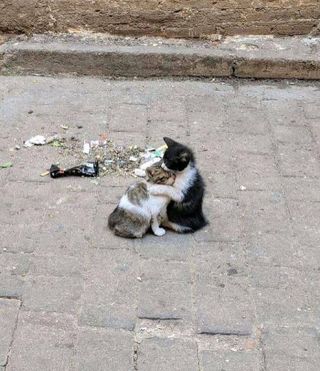 /u/tGXZhQxRbtfANDfP6zzWx2Nkcwr1/images/1757764981867_ca5f2e44-6055-4ef3-8749-edad35a0dad1.jpg