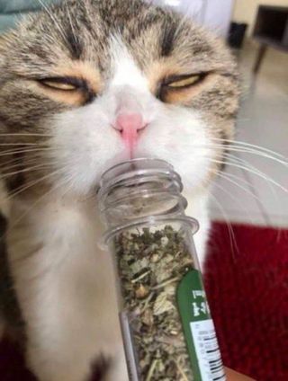 /u/tGXZhQxRbtfANDfP6zzWx2Nkcwr1/images/1775045268369_c33daca5-789b-43d2-b19b-f6083589a0f9.jpg