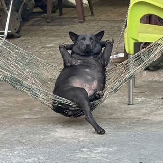 oh sexy dog