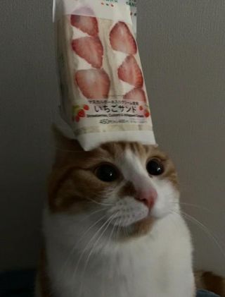 고양이