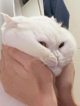 고양이