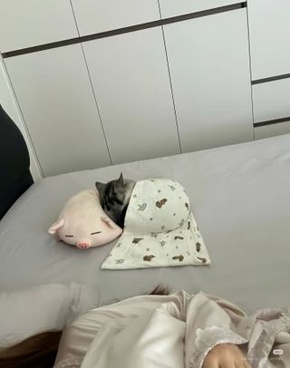 고양이