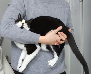 고양이