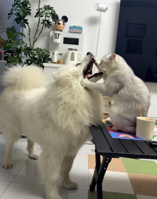 고양이