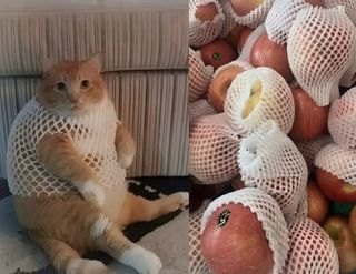 고양이