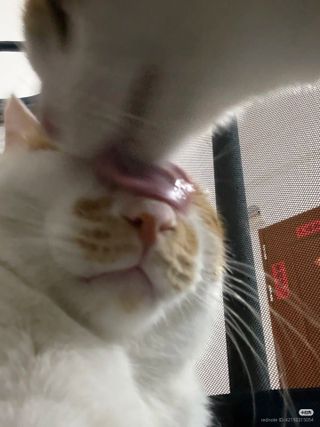 고양이