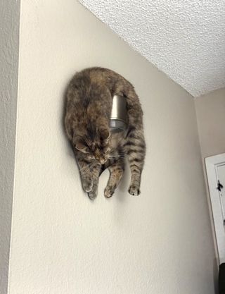 고양이