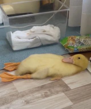 정자세로 누운 오리