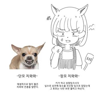 강아지 단모와 장모의 차이