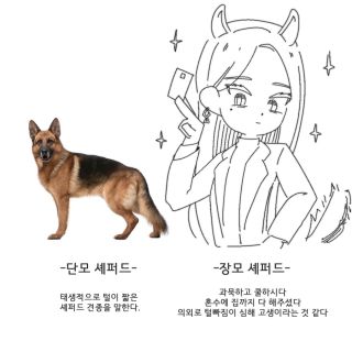 강아지 단모와 장모의 차이