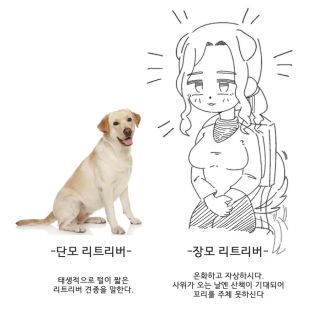 강아지 단모와 장모의 차이